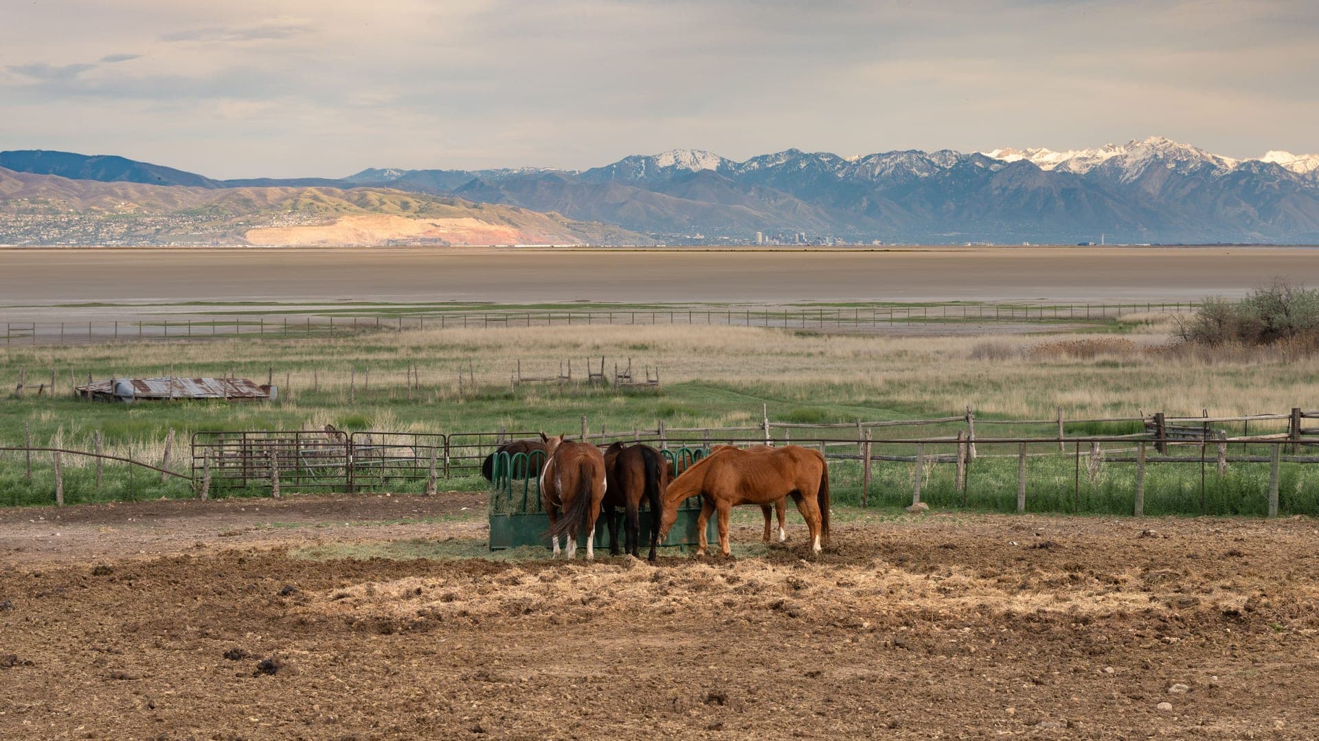 Horses grazing on a Utah farm, representative of Bluffdale's equestrian character